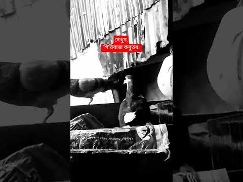 #গিরিবাজ_কবুতর #শর্টস