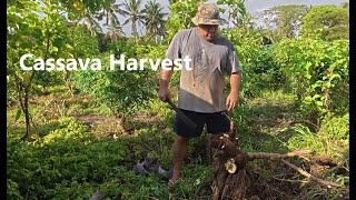 How to Harvest Cassava Fast: Using a Truck/Car for Efficient Pig Feed