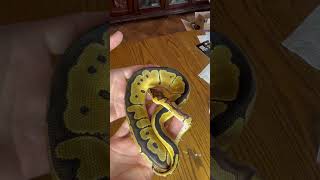 NR Mandarin Clown Ball Python #ballpython #pythonregius #clownballpython #nrmandarin #royalpython