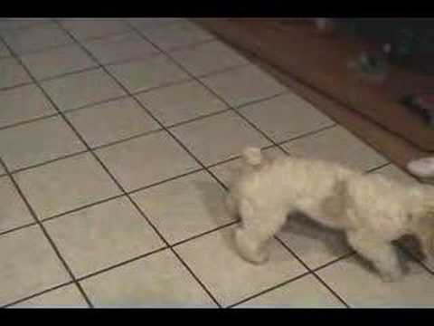 Charlie and cousin Nikko playing with laser pointer