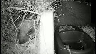 Hedgehogs Live - Norwich UK - 2025-05-29