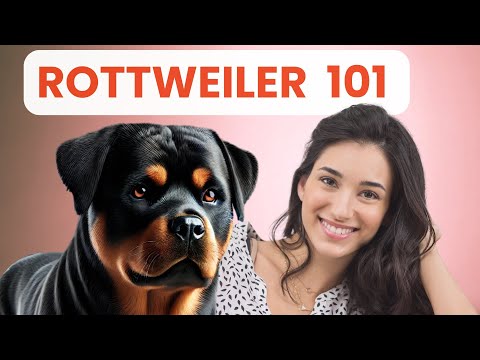 Why You Should Get a Rottweiler