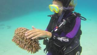 Scuba Diving the Great Barrier Reef - Spirit of Freedom