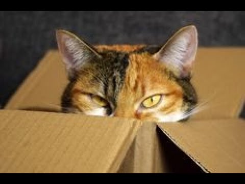 do you think cats could talks!!!! check this out