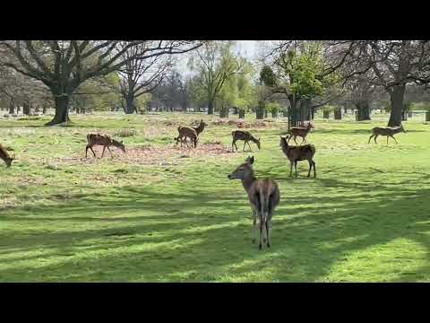 Deer crossing water in Bushy Park