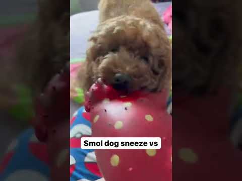 Smol dog sneeze vs big dog sneeze #shorts