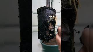 #guava #fruittree #gardening #propagate_guava_tree #best_propagation_technique #gardening