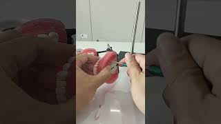 PVC Jaw Model Resin Teeth #dentaleducation #dentisteducation #dentalclinic #dentaltraining #dentist