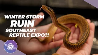 Southeast Reptile Expo WINTER BUST?! | #ballpython #snake #reptiles