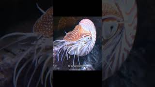 Did you know Nautilus, an ancient animal that is still alive today?