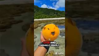cute but deadly animals transformation 🤯#animals #trending #shorts