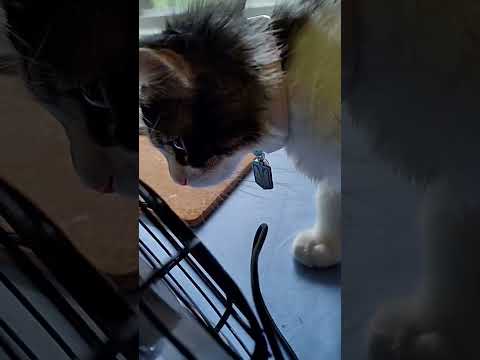 Kitten cooling down with mini fan #funnycat #hotsummer #sweaty #minifan