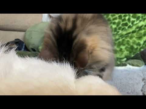 A bobcat eating an arctic hare carcass ASMR 🔊 (sorry for the background noise)