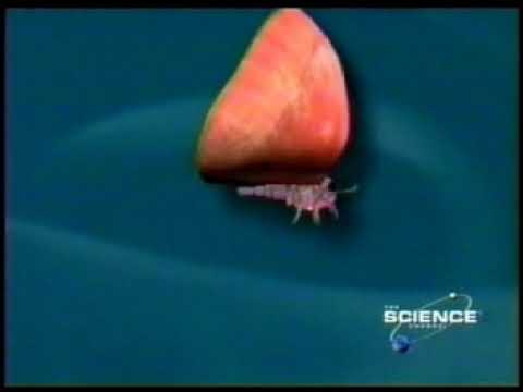 Flapping Wing Micro Air Vehicle Research