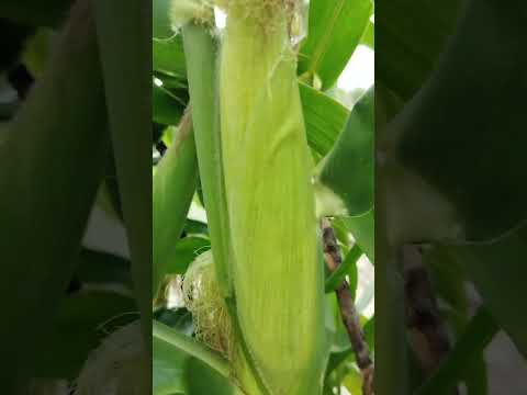 Sweet corn 🌽 on terrace garden 😁#shorts