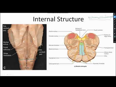 Medulla Oblongata Part 2