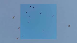Vanessa Margret - Wingbeat (audio)
