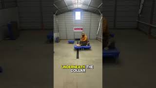 🐾 Easy Method to Teach Your Dog “Down”​ ​ Teaching the down command doesn’t have to be complicated
