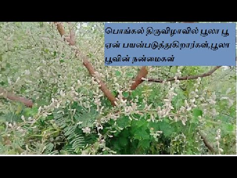 poola poo benefits(பொங்கல் திருவிழாவில் பூலா பூ ஏன் பயன்படுத்துகிறார்கள்)