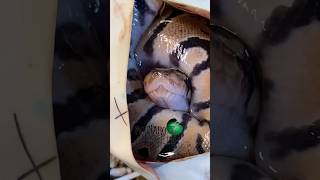 Egg tooth! #molinarosnakelab #eggtooth #reptiles #snakebreeding #shorts #python #snakebreeding #diy