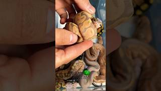 Wow! These look amazing! #molinarosnakelab #ballpython #royalpython # python #snakepmorphs #shorts