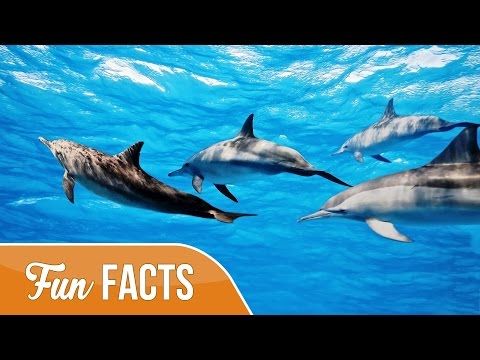10 Fun Facts About Dolphins