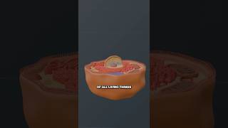 How Atoms Create Life: The Human Blueprint 😮