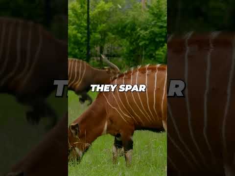 Exploring Bongos: Africa's Forest Giants | Wildlife Short