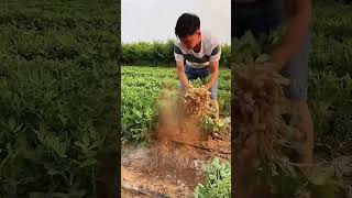 #shorts #agritools #farming2024 #agriculture  #JIKreactionagritools in farming 2024