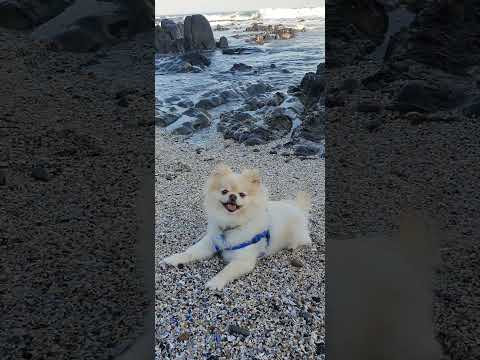 Tobie chilling on the beach