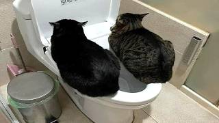 Cats being cats