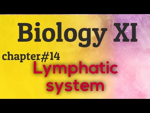 Lymphatic system