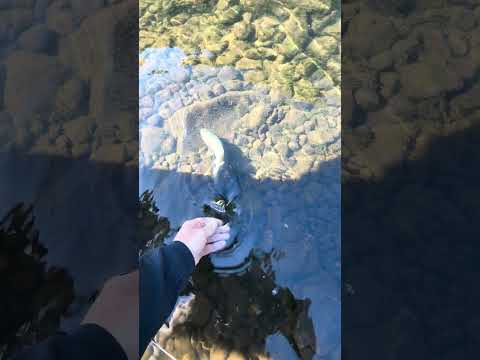 First Fly Fishing Trip - The Little Red River, AR. #flyfishing #rainbowtrout