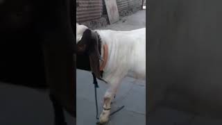 Pure Bloodline Boer goat available for sale📣📣 #boer Contact: 8956646835