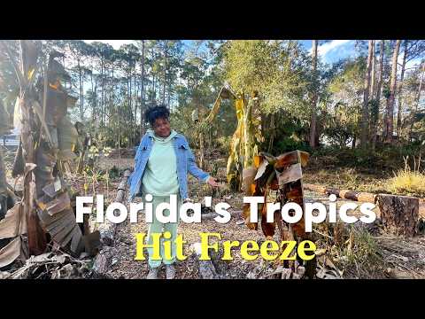 Florida’s Tropics Hit Freeze — A Food Forest Stress Test