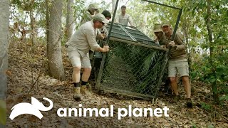 Estrategias al límite: trampas para estudiar cocodrilos | Piscinas Soñadas | Animal Planet