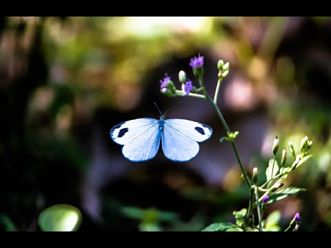 Starting Photography Vlog | Day 1 | Photography