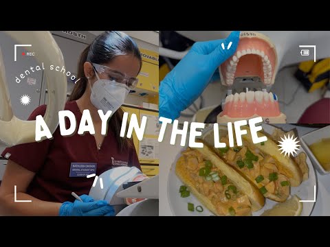 Day In the Life of a Dental Student | D1 at Maryland