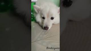 Puppy eyes| #pets #pet #petlover #petlovers #dog #doglife #nividesigners