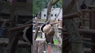 Do you like cute pandas 🐼?#fyp #fun #panda #happy #cute #funnypanda #pet