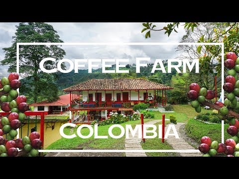 Colombia Coffee Farm - Visiting a coffee plantation in Salento