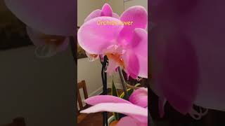 Phalaenopsis #orchidbloom #orchidgrowing #orchidslover #foryou