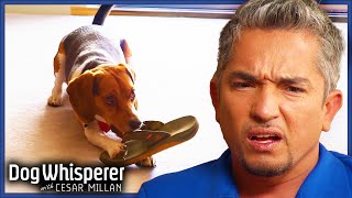 Cesar Millan Saves Family From UNRULY Beagle | Dog Whisperer With Cesar Millan