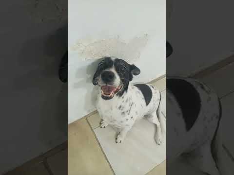 like si quieren  a mi perro