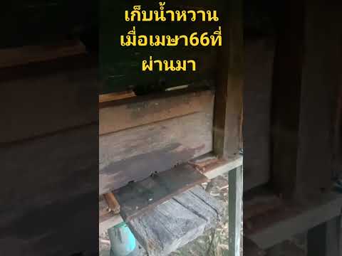 เก็บน้ำหวานแล้วผึ้งก็ยังอยู่ ...รอเมษาหน้า67