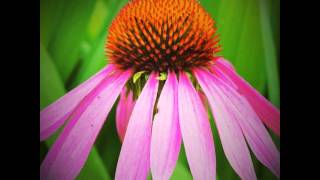 #flower #flowers #view #views #like4like #tag4like #nature #natural