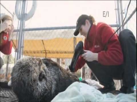 Walter the Sea Otter