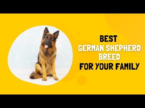Which German Shepherd Breed Your Family Should Get
