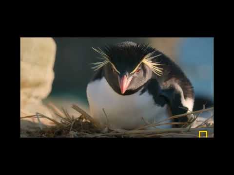 Penguins with Happy Feet... Under Pressure! 🐧💃⛈️ #TurboStorm
