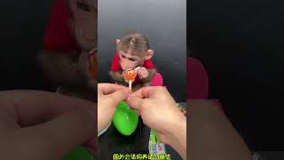 #Funny Pet Videos#SquirrelShenanigans#pets doing silly things#doglife#PetEntertainment#pet